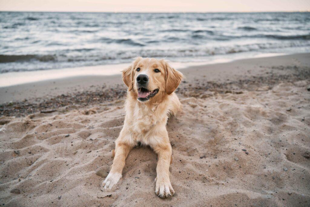 Golden Retriever sitzt am Sandstrand der Ostsee. Konzept für die Sommerabenteuer eines reinrassigen Hundes im Urlaub am Meer.