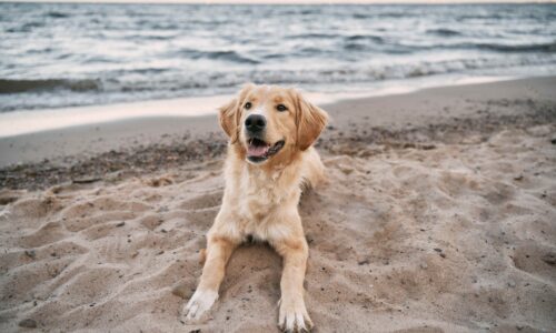 Urlaub am Meer: Die besten Strände für Hunde