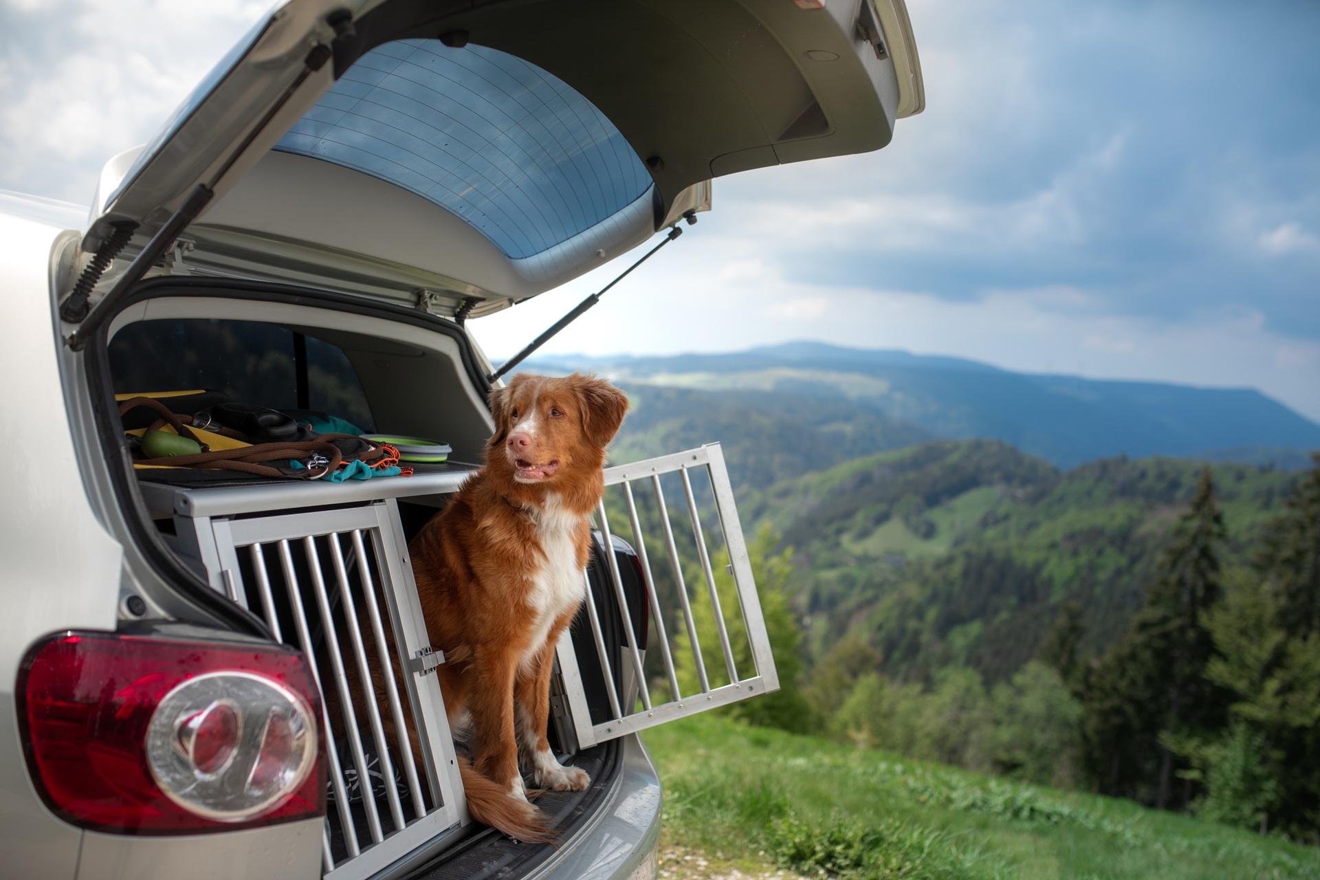 Hund sitzt im Auto mit Blick über grüne Berge | Sardinien Urlaub mit Hund