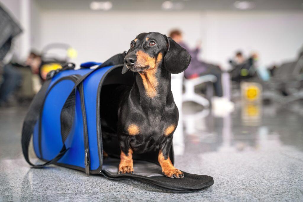 Dackel in Transporttasche am Flughafen | Sardinien Urlaub mit Hund