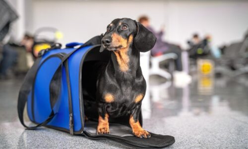 Wenn Reisen mit Hund mehr als nur Begleitung bedeutet